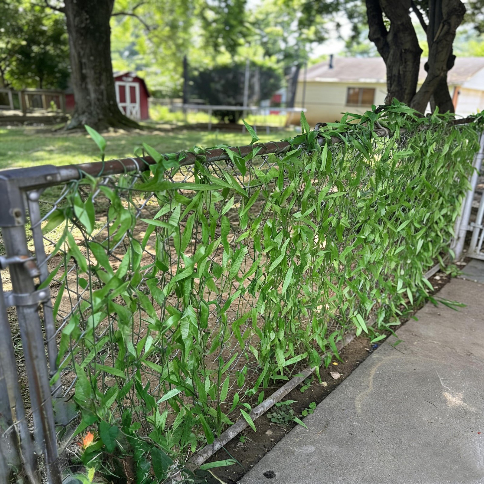 200pcs 1200 Ft Artificial Ivy Garland Fake Hanging Jungle Vines Artificial Gr…