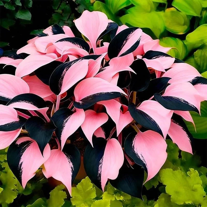 400Pcs Perennial Hosta Seed for Planting- Non-GMO Heirloom Plant Seeds Garden Ou