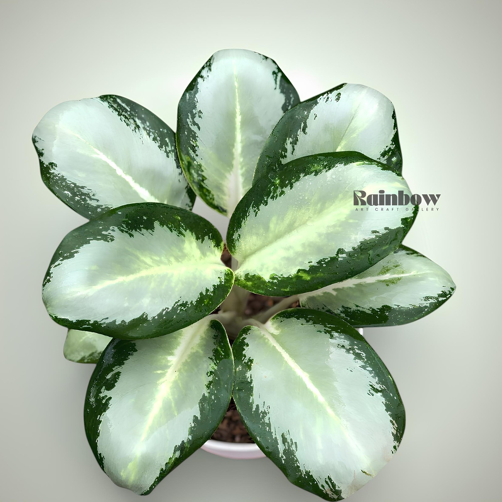 Aglaonema Green Bowl Beatiful Ornamental Plant