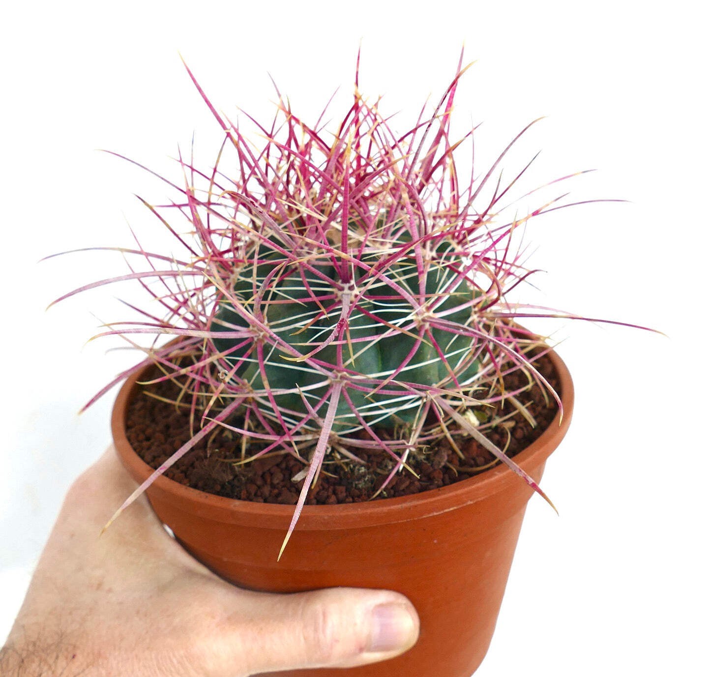 Ferocactus acanthodes – California barrel cactus | Desert barrel cactus
