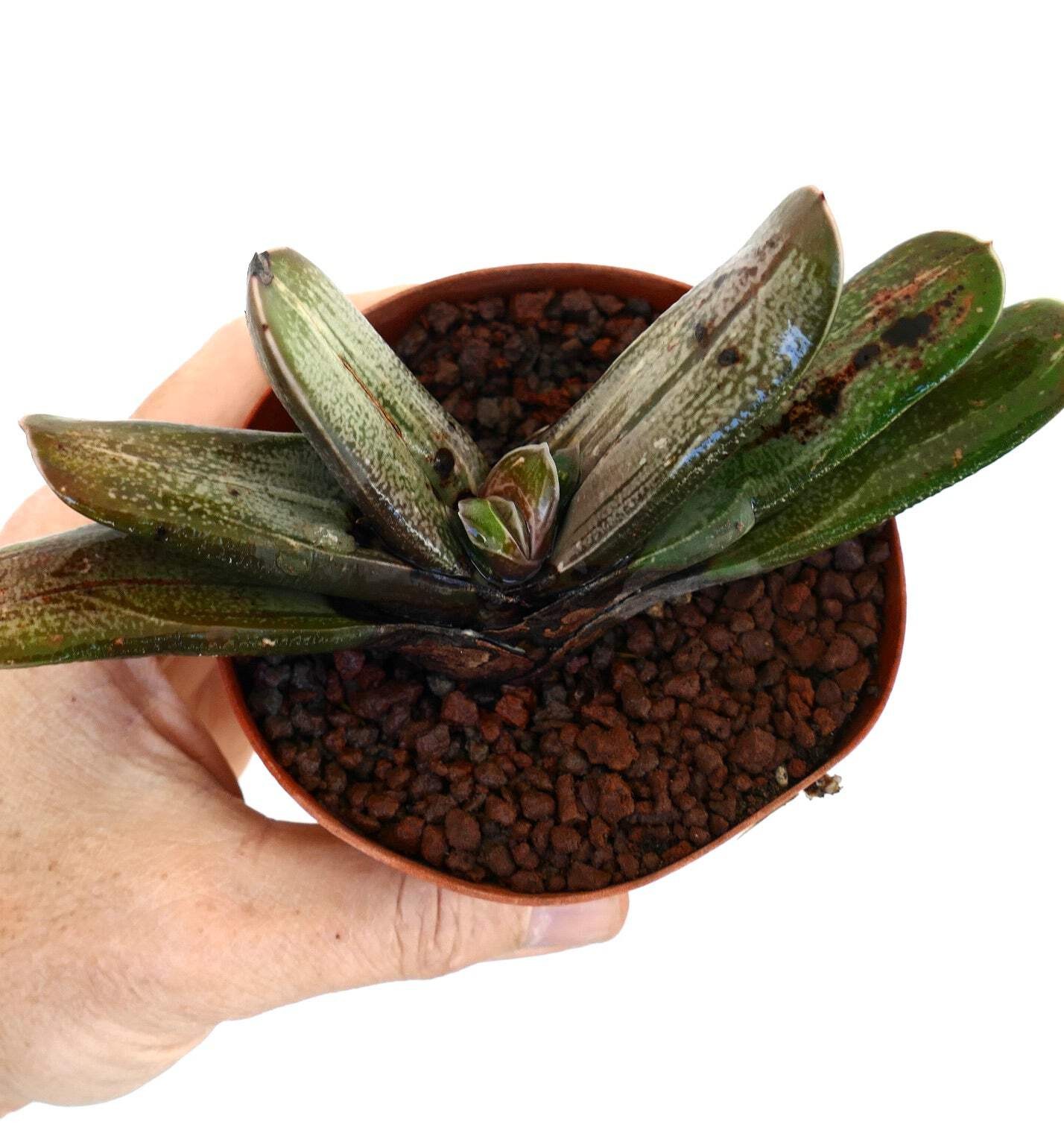 Gasteria spp. Hybrid – Ox tongue | Lawyer’s tongue