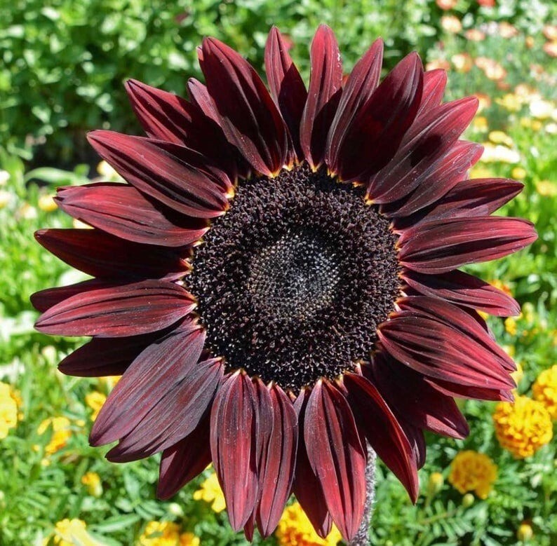 30 Pcs Cute Chocolate Cherry Sunflower Seeds
