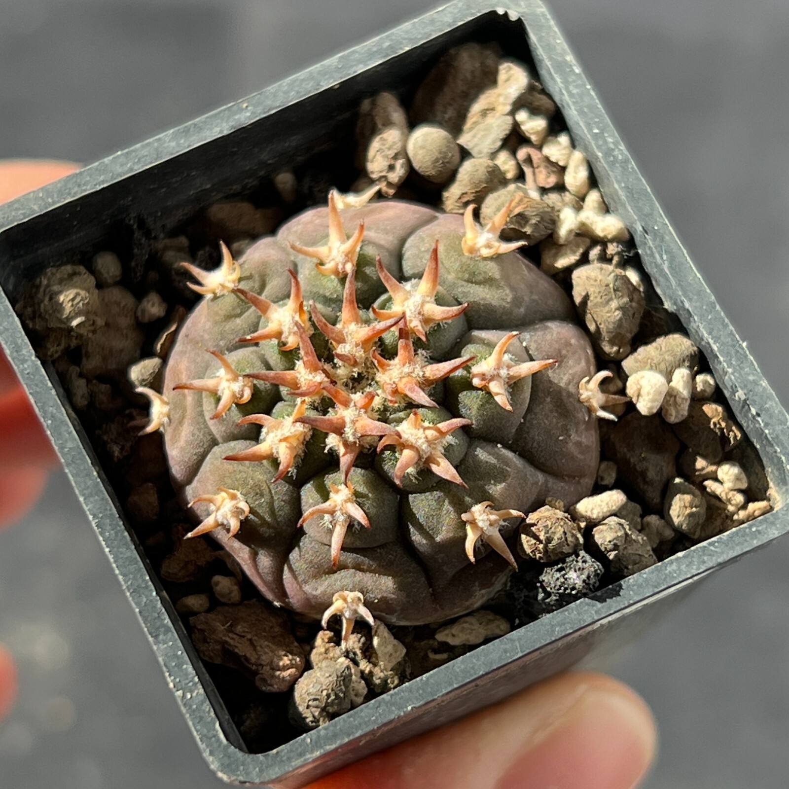 A4-1128. Gymnocalycium unguispinum SL-44b (Own roots)