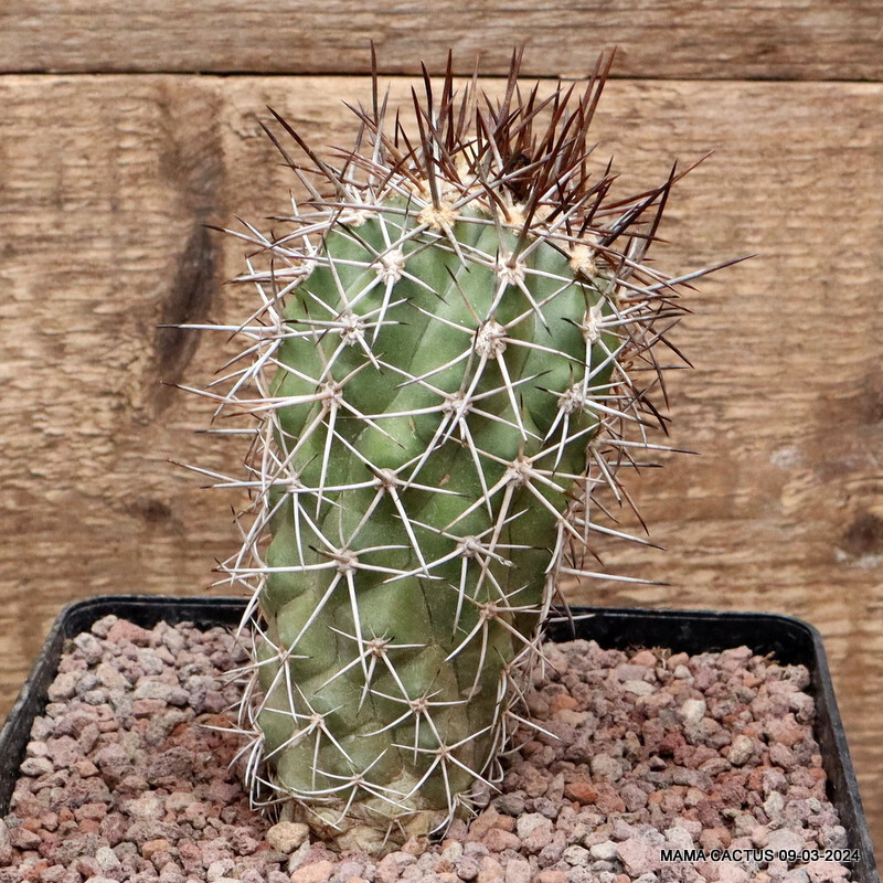 D3181 COPIAPOA PENDULINA KK1391 pot14-H11-W6 cm MaMa Cactus