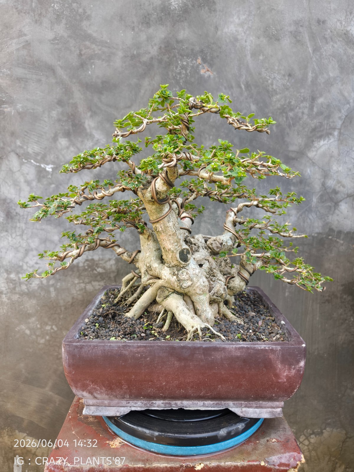 REAL PICTURES – Premna Microphylla Bonsai Tree – Big Trunk – Medium Size – RARE