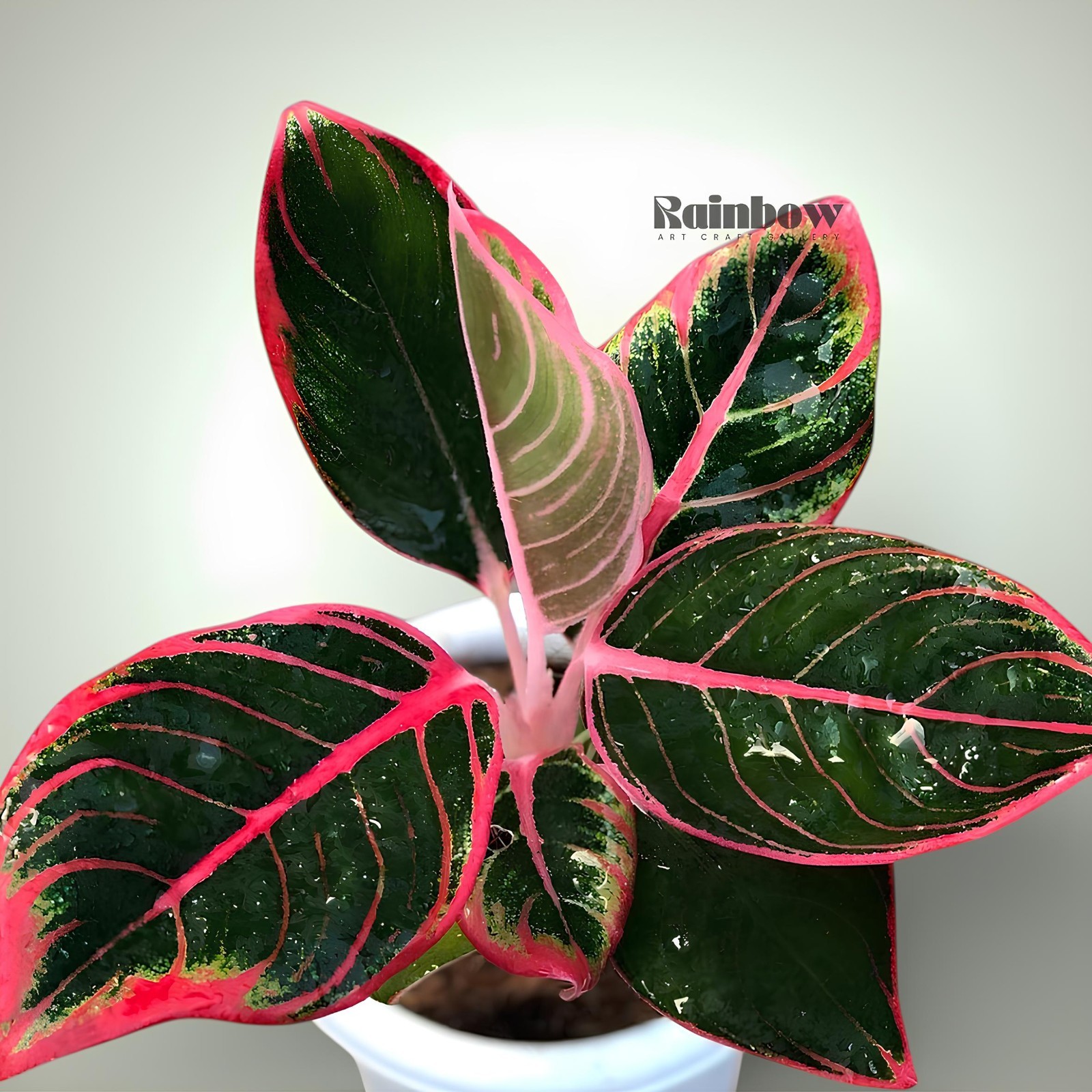 Aglaonema Khanza Beatiful Ornamental Plant