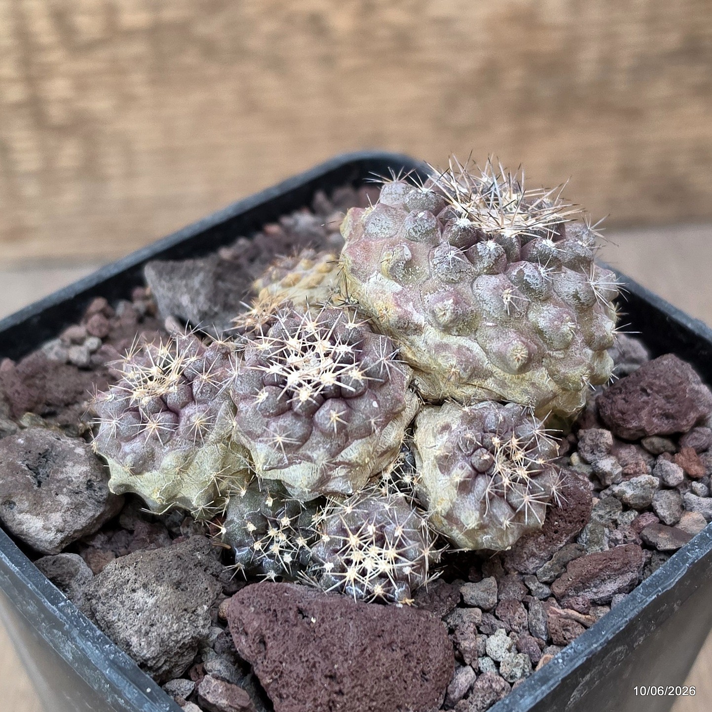 D3509 COPIAPOA CONTINUA pot10-H6-W8 cm MaMa Cactus
