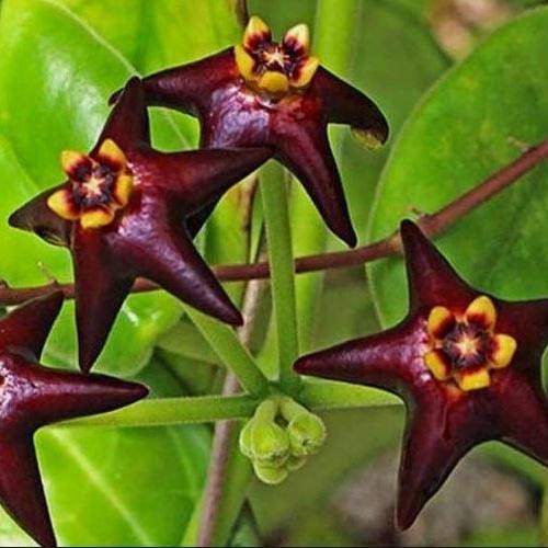 Hoya Ciliata Rare Tropical Wax Plant