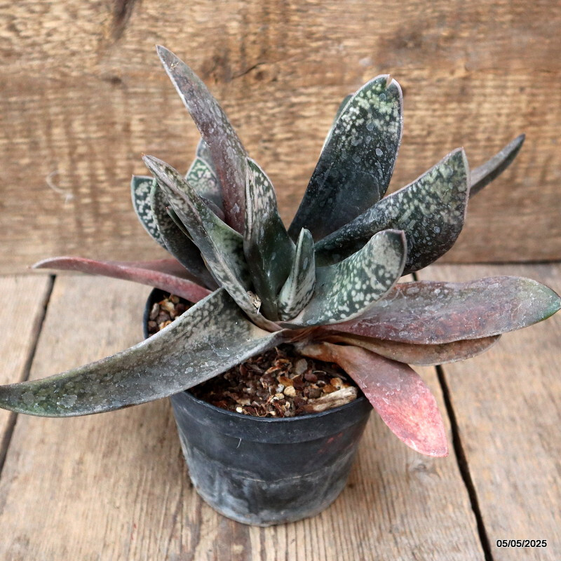 A5129 GASTERIA SP. pot12-H17-W23 cm MaMa Cactus