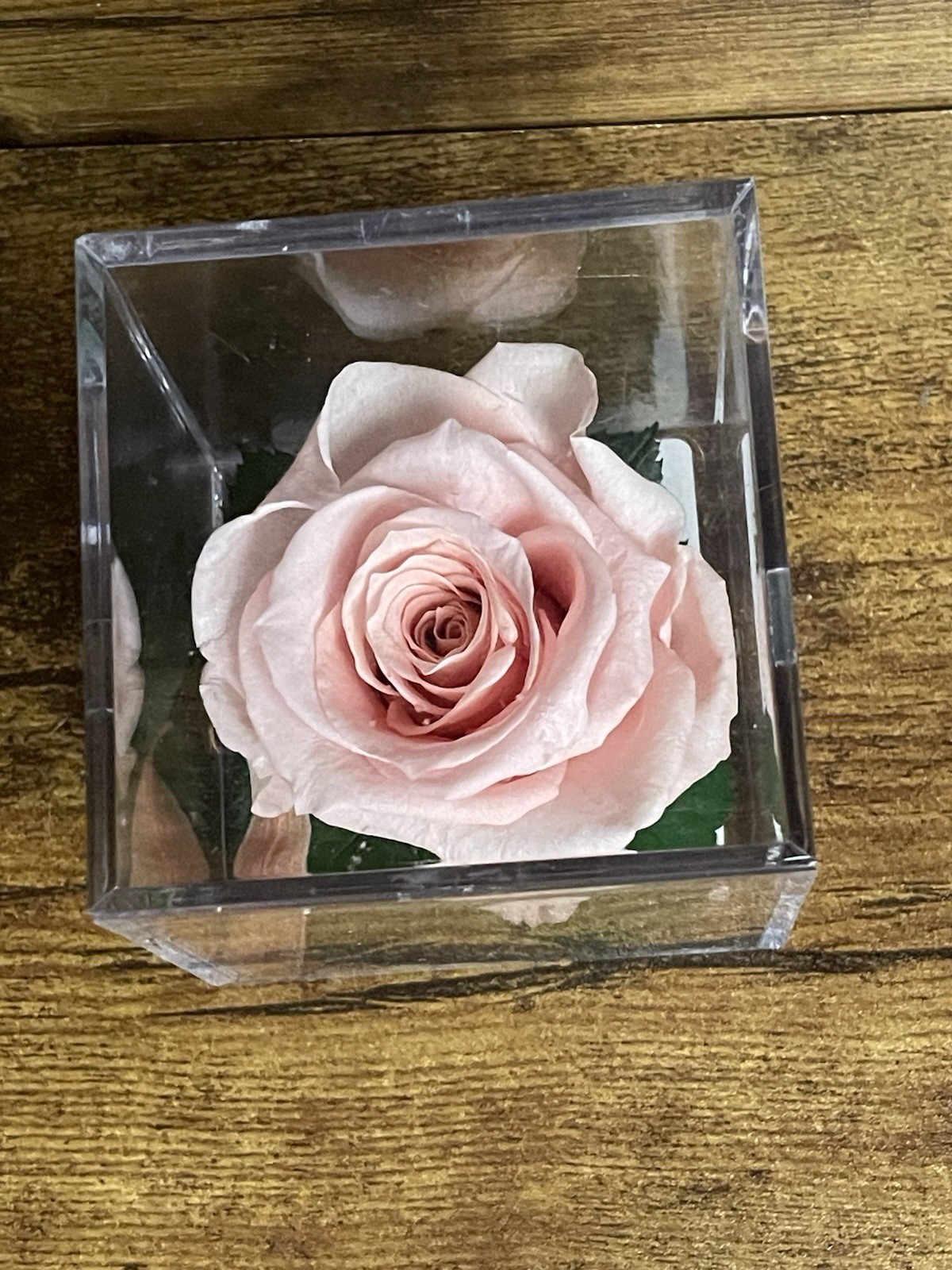 Verdissimo Preserved Rose Head in a Clear Acrylic Cube Light Pink Standard Size