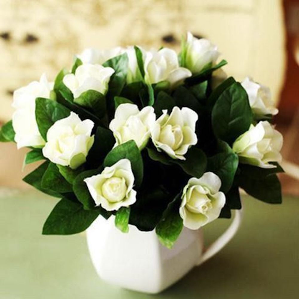 (10) GARDENIA SEEDS perennial flower garden bed bush plant USA SELLER W/TRACK