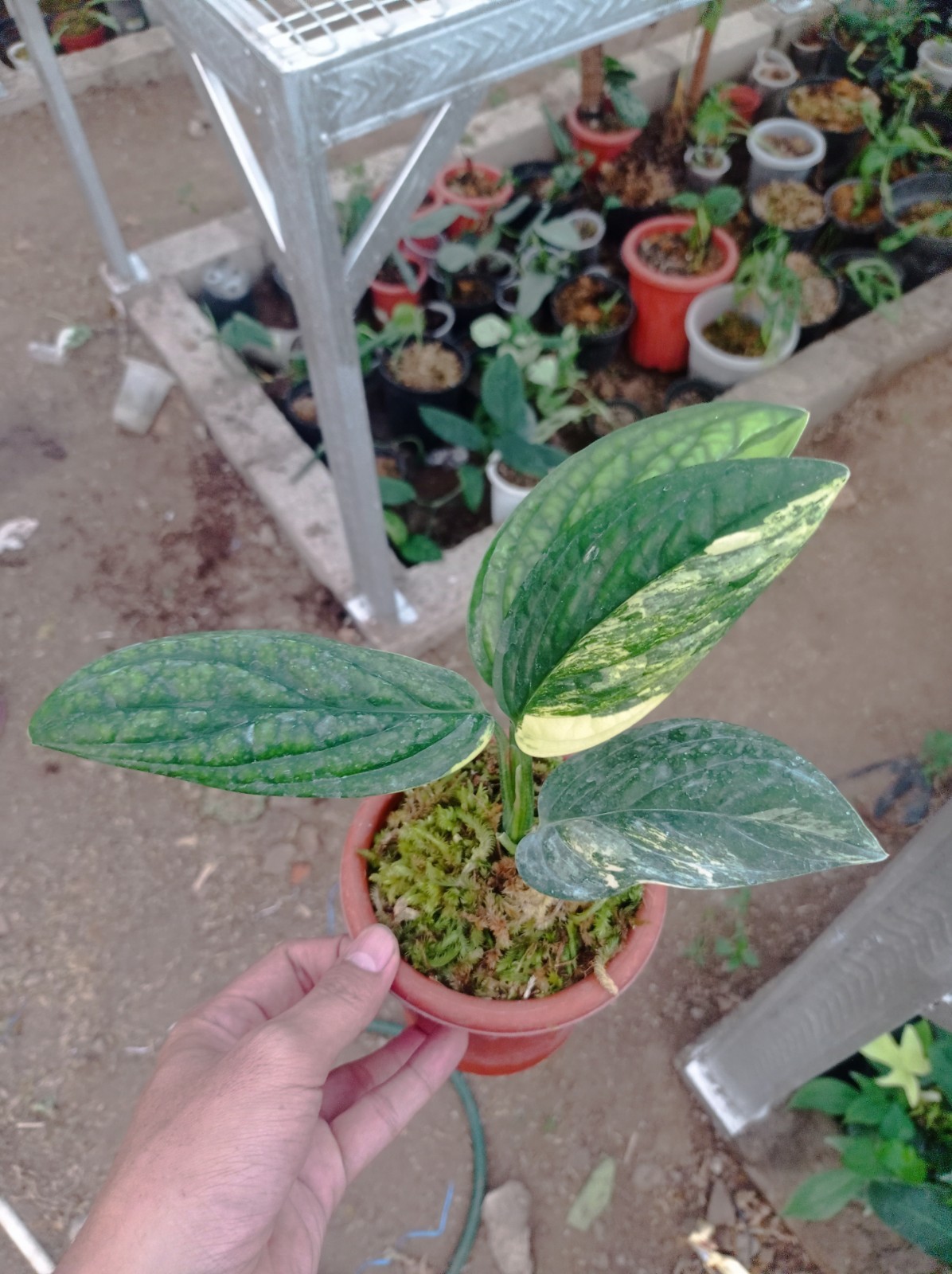 Monstera Peru Karstenianum Variegated Plant Houseplant Rare Plant