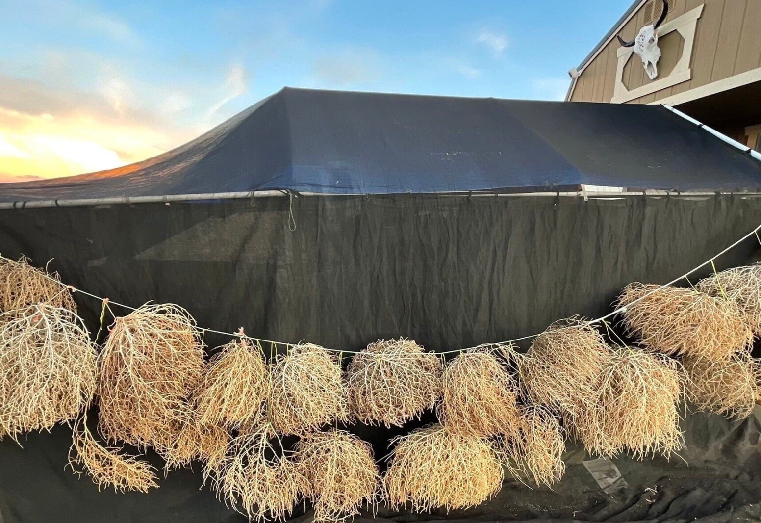 Tumbleweeds !! Best & FULL!! XL Size! 2ft+ Huge Natural Western Decor Nevada USA