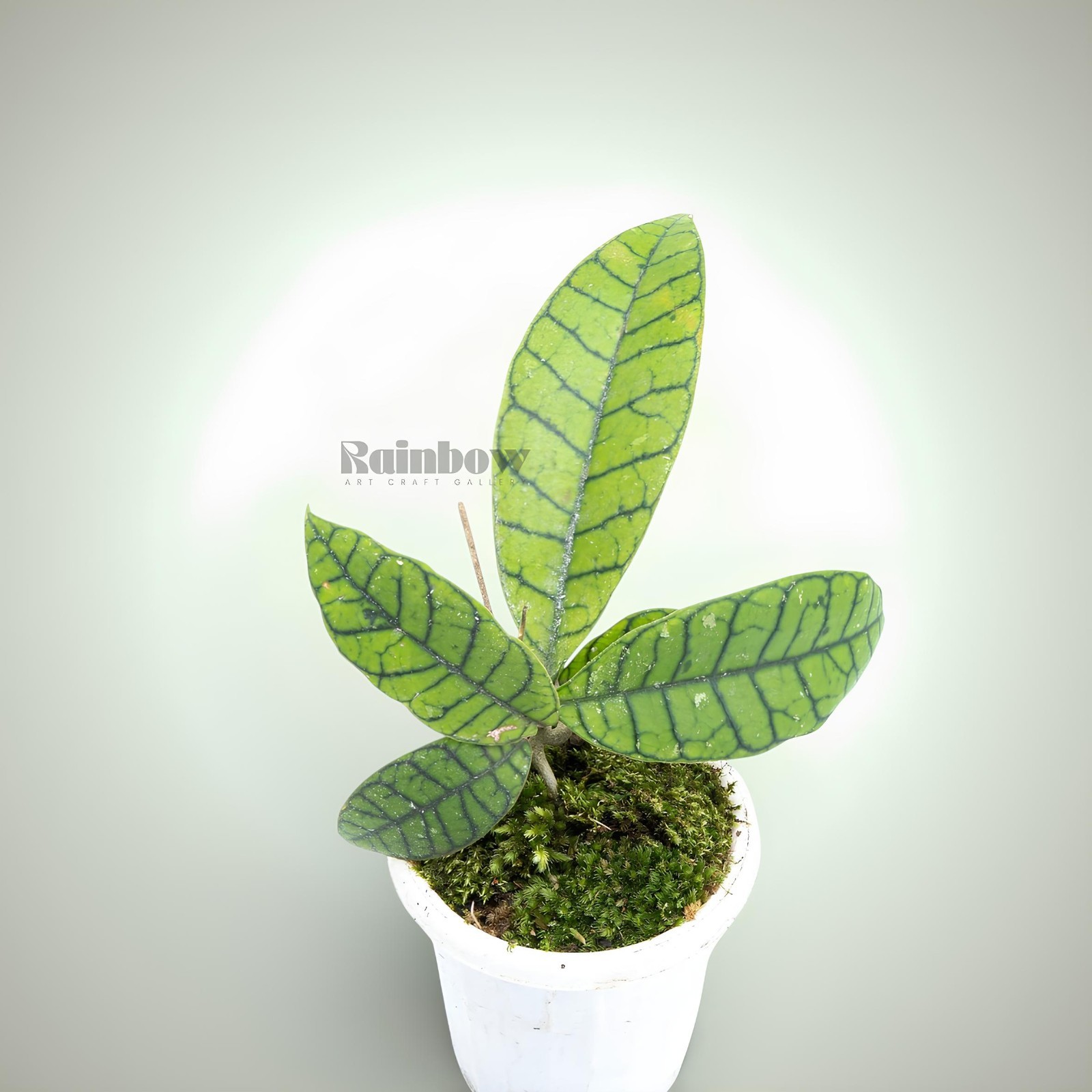 Hoya Callistophylla Sp Borneo Jungle Plant