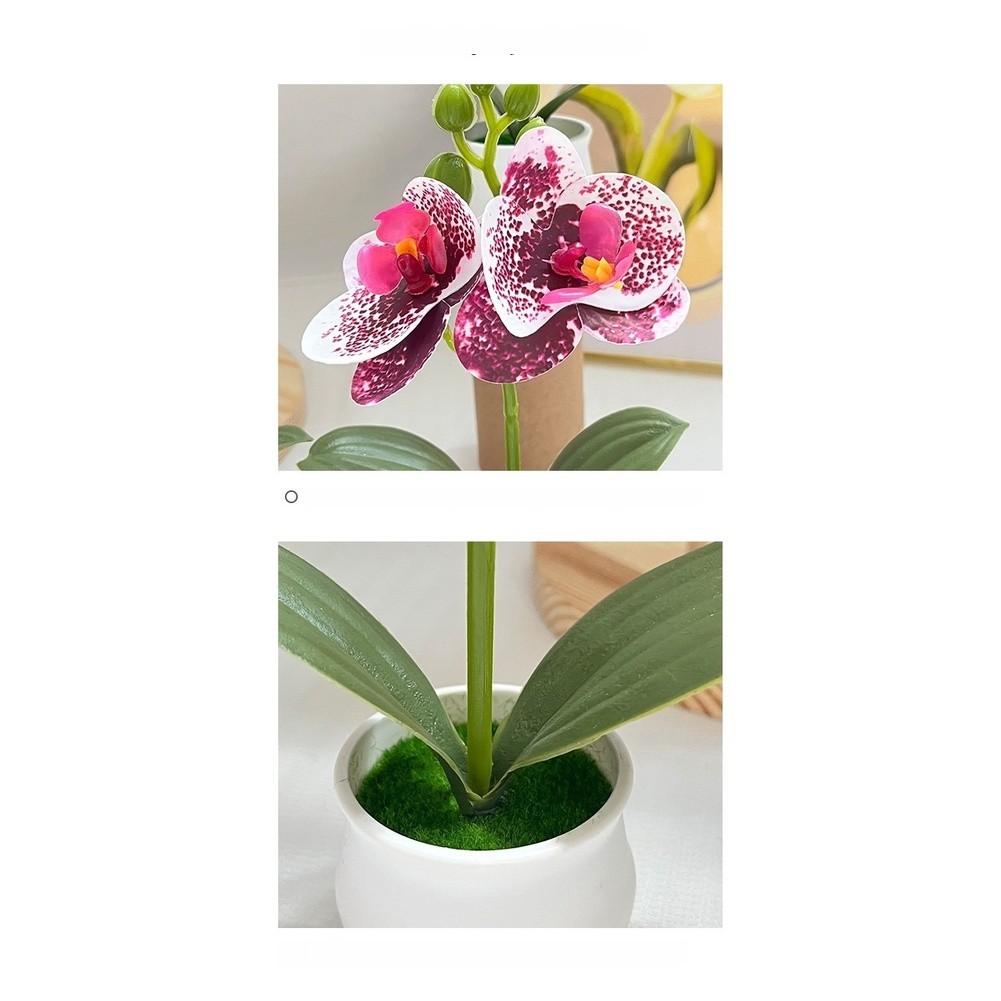 Phalaenopsis Orchid Potted Plant 11x11x18cm Plastic for For MINI Indoor Display