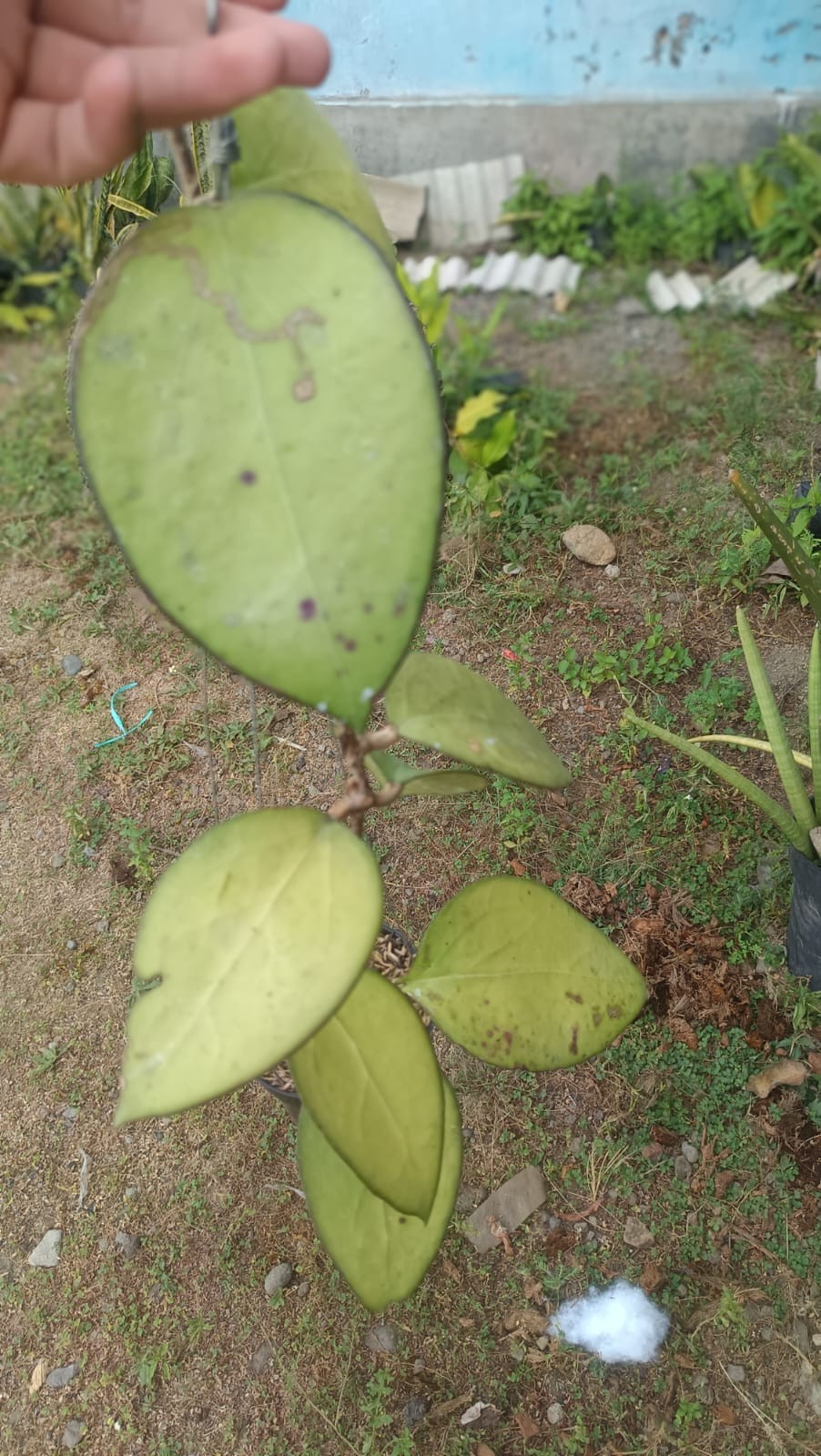 Real Picture Hoya Ampel Gading Boemi Jawir Big Leaves