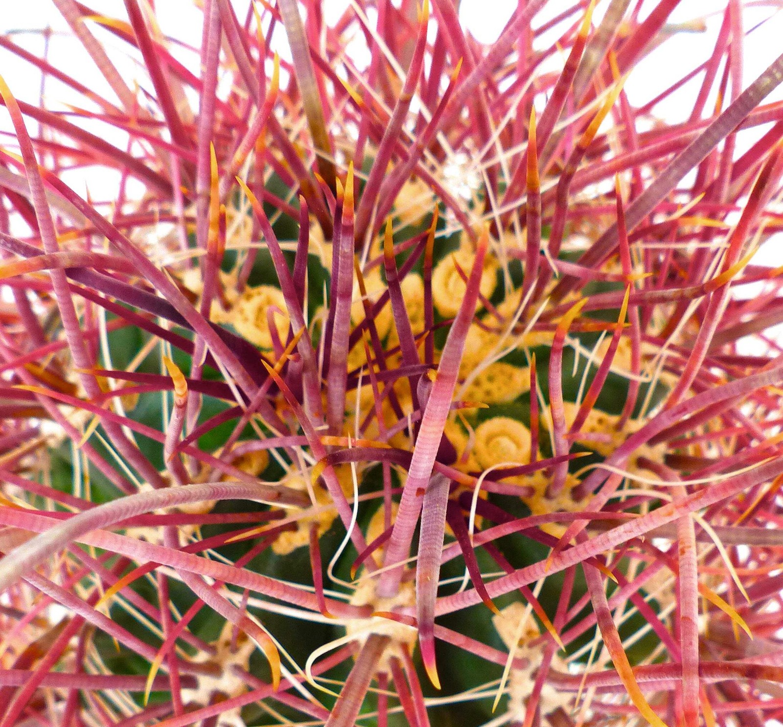 Ferocactus nobilis SEEDS – Rare Cactus SEEDS