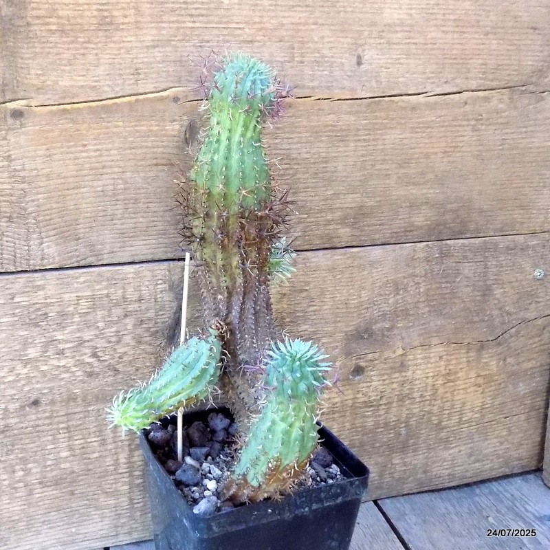 D5486 EUPHORBIA STELLISPINA pot12-H30-W15 cm MaMa Cactus