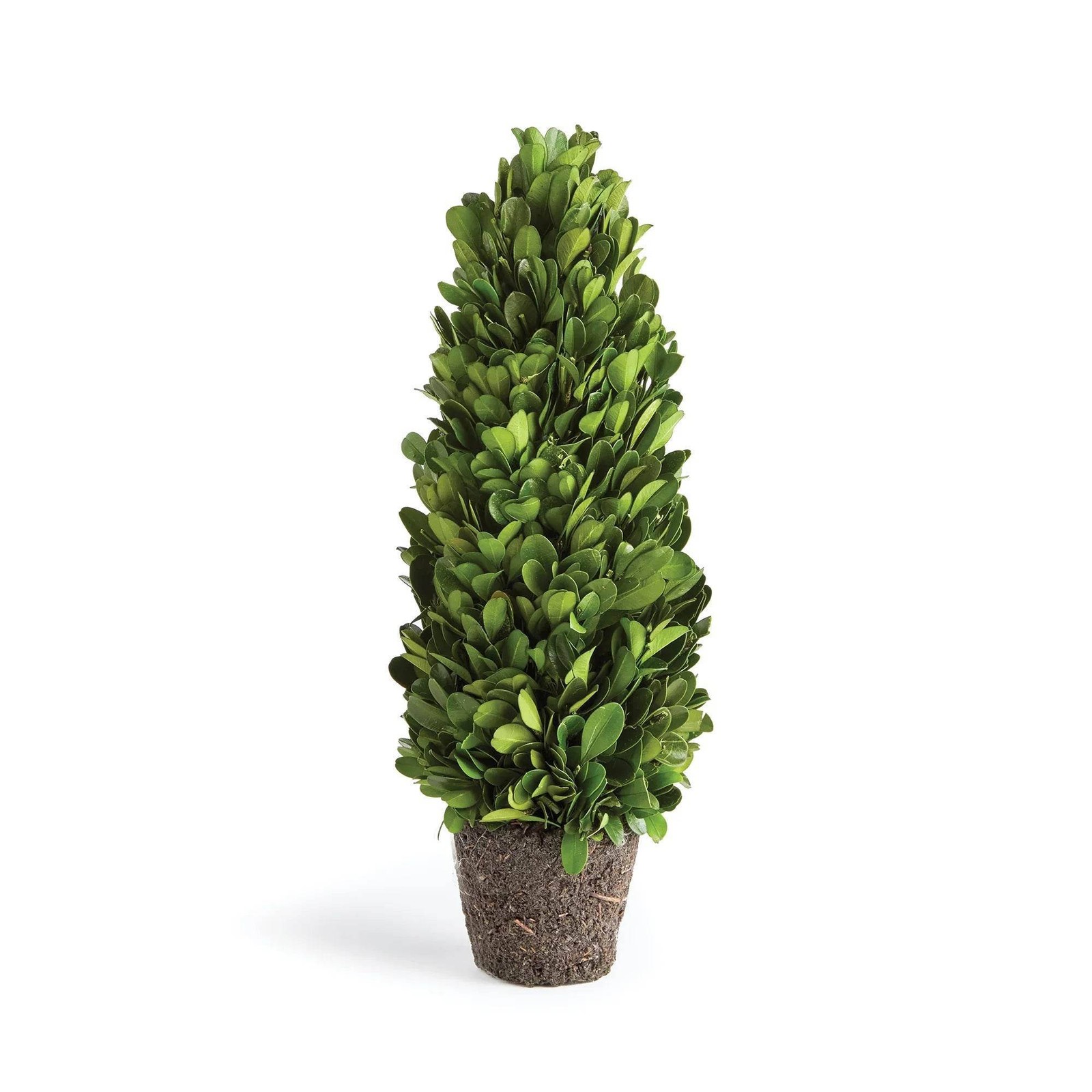 Boxwood Cone Topiary Drop-In 12″