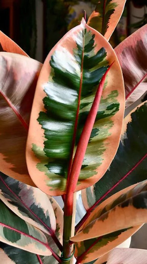 Ruby Rubber Tree Plant Ficus elastica 6″ Pot | Indoor and Outdoor Live Tropical