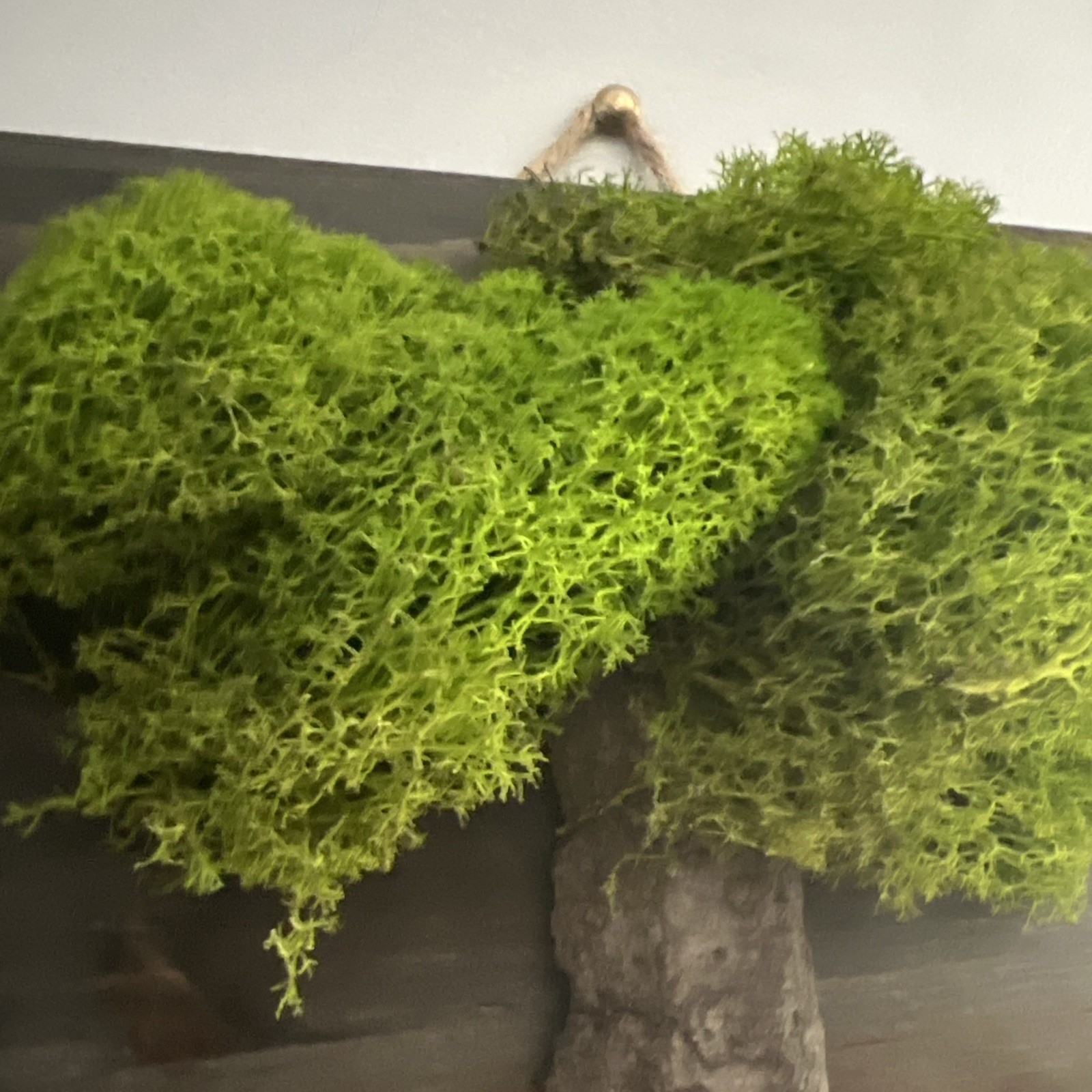 Natural Moss Handmade Art – Wood Wall Plaque Hanging Decor Real Dried Mushrooms