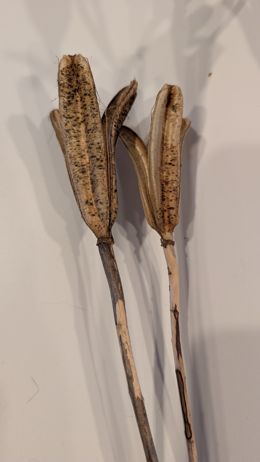 Natural Dried Flower Pods Lot of 15 Stems 13-23″ Crafts Floral Bouquets Sprays