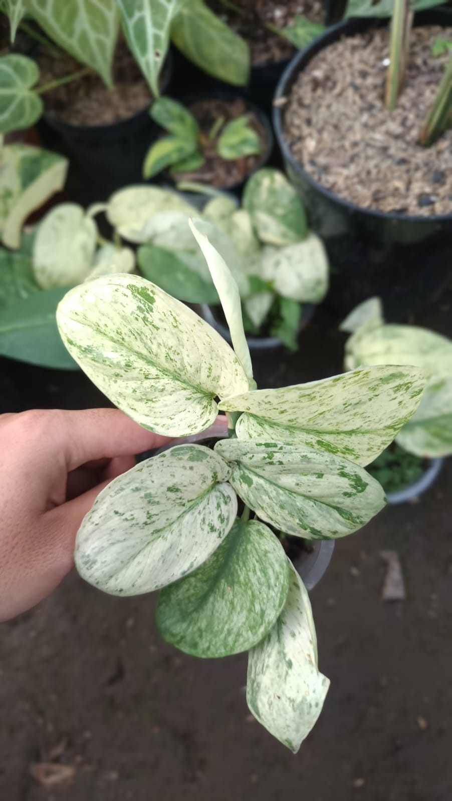Scindapsus Silver Cloud variegated Real Picture