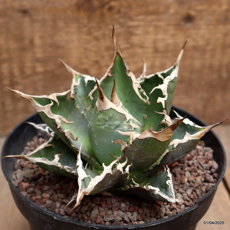 D115 AGAVE TITANOTA pot14-H9-W12 cm MaMa Cactus