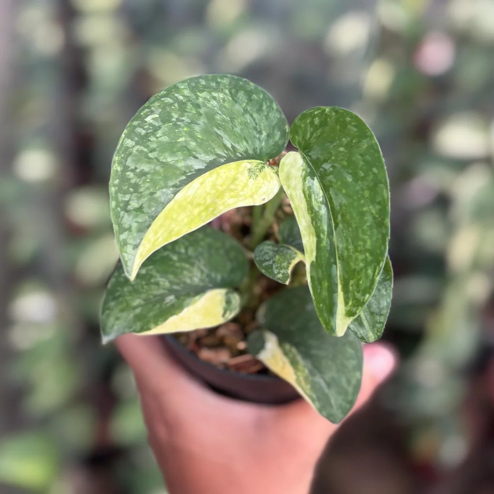 Real Picture Scindapsus Leopard Variegated Rare Plant