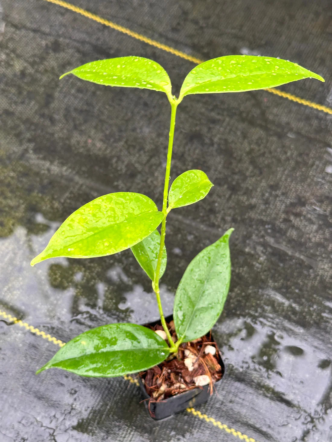 Real Pict Hoya Danumensis ssp. Amarii Rare Plant