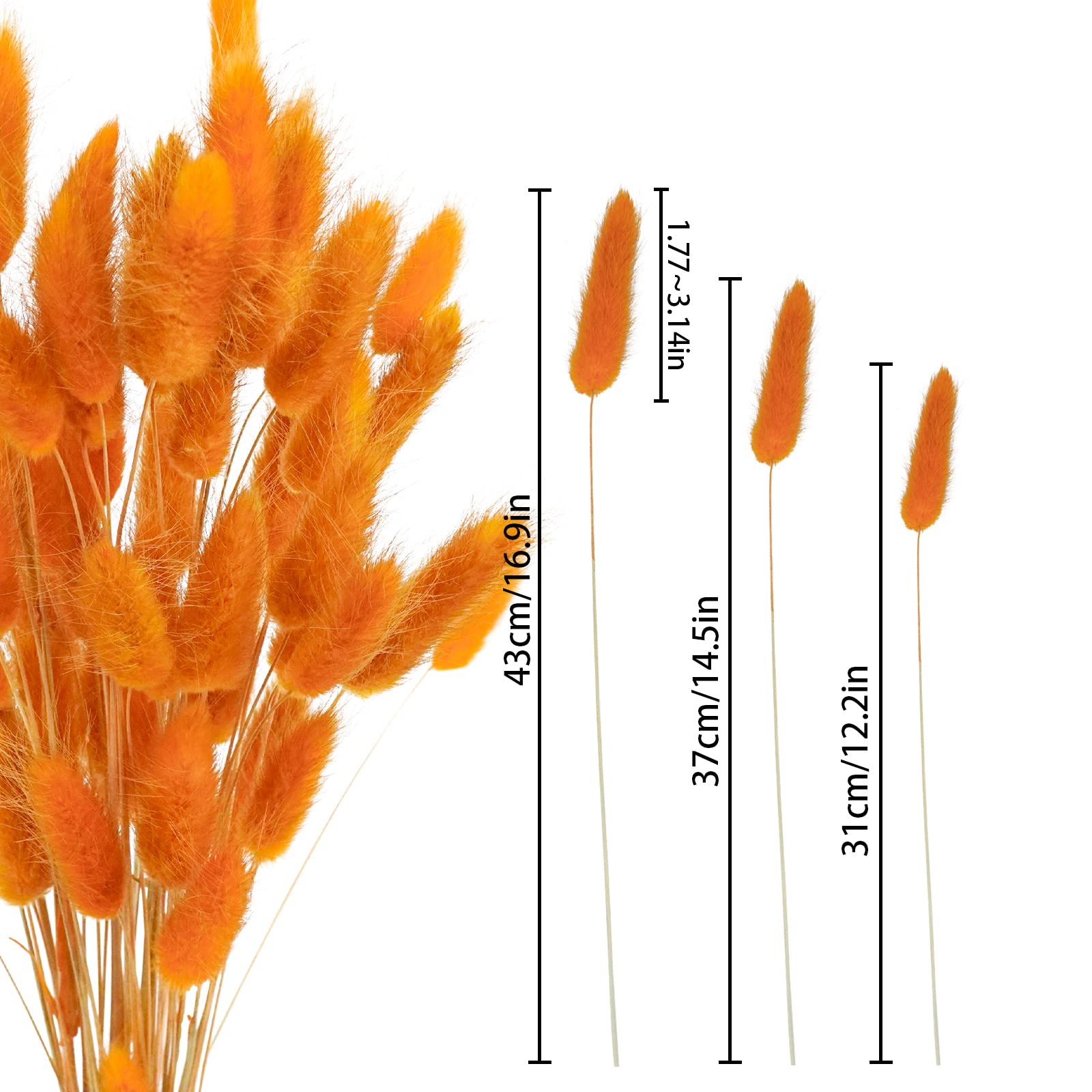 100 Pcs Bunny Tails Dried Flowers, Natural Dried Bunny Tails Grass Dried Lagu…
