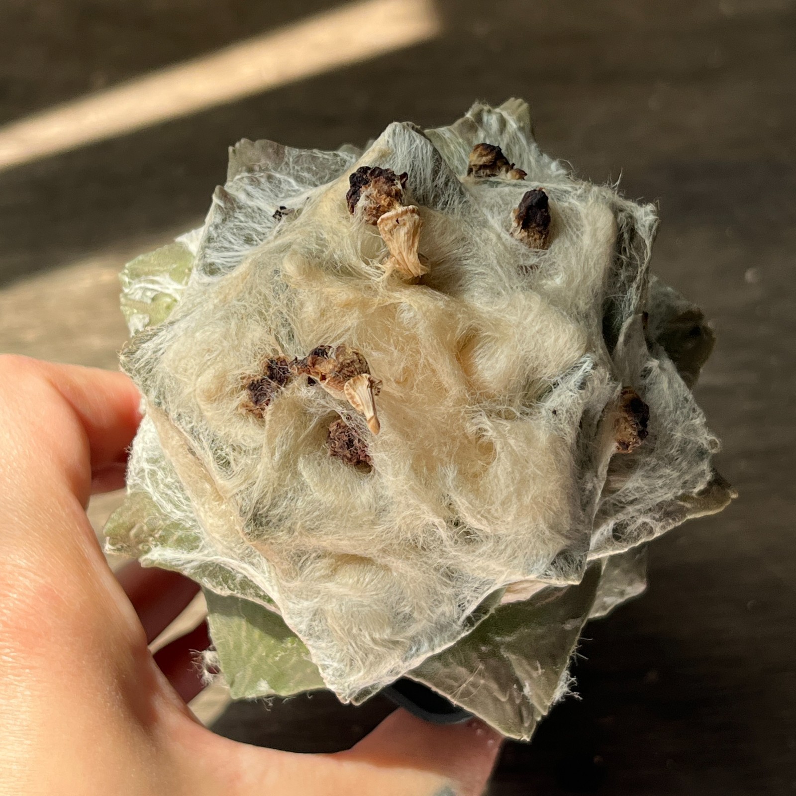 A53-1356 Cactus multihybrid, grafted