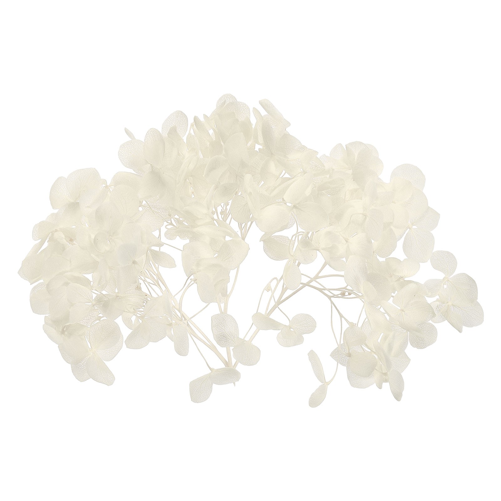 10g Dried Hydrangea Flower Natural Pressed Flower Real Hydrangeas White