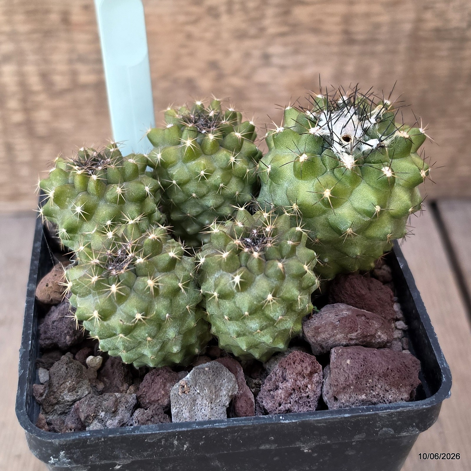 D3361 COPIAPOA VARISPINA pot10-H7-W10 cm MaMa Cactus