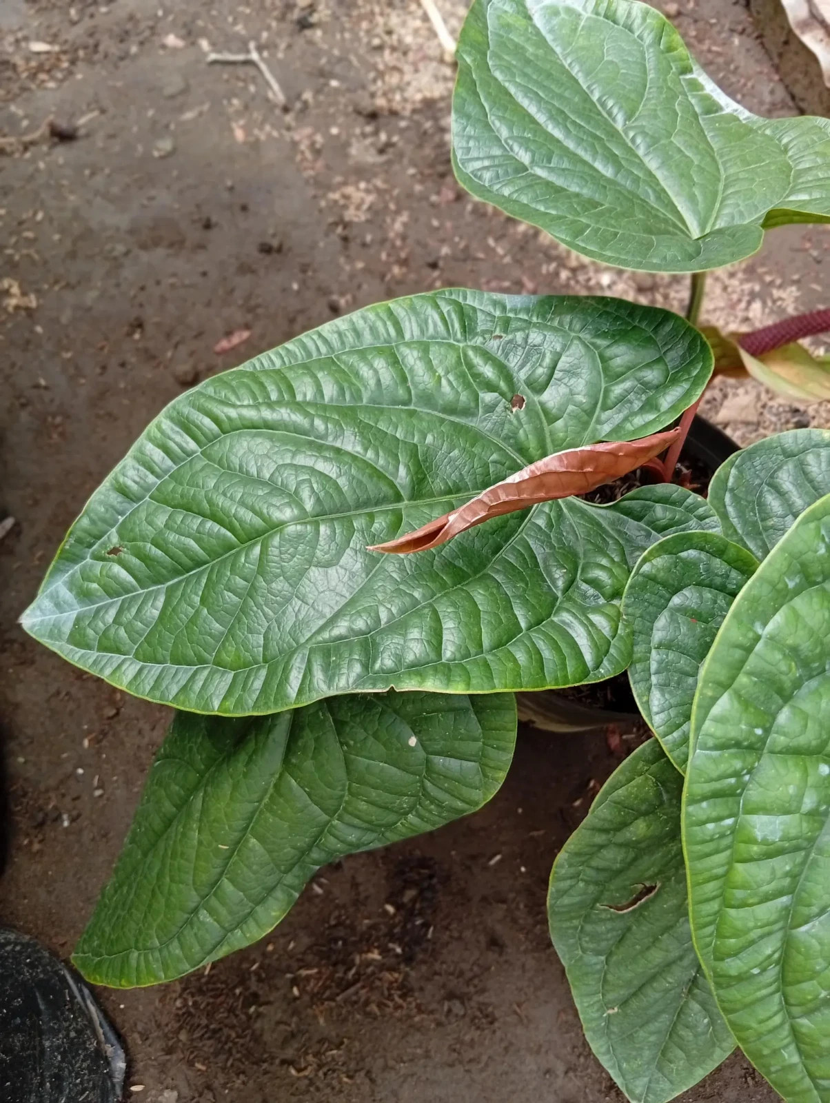 Real Picture Anthurium Radicans Medium Size