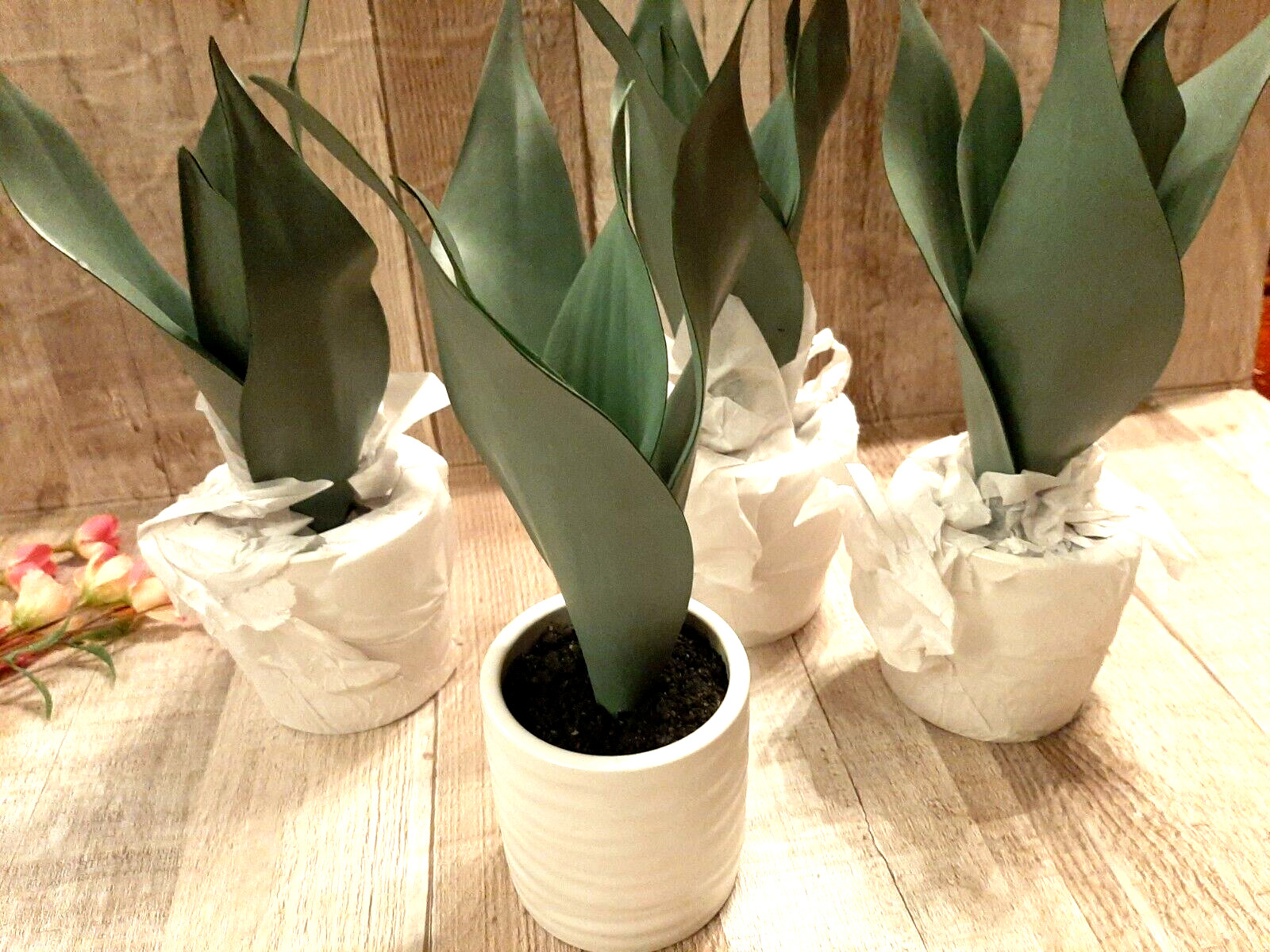 Set of 4 Target Threshold Snake Plant Potted Artificial Tabletop Arrangement Pot