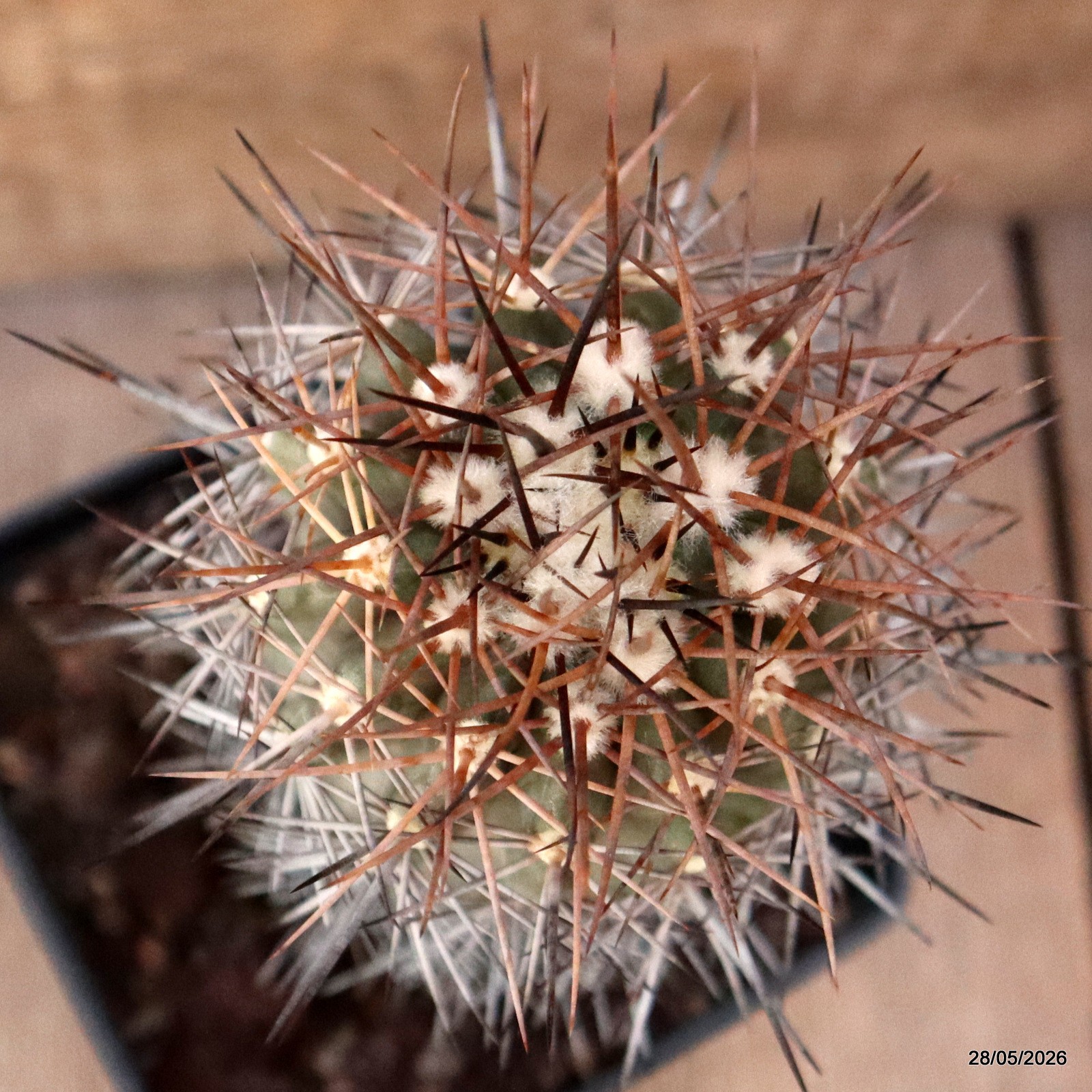 D3460 COPIAPOA CHANARALENSIS KK602 pot10-H13-W7 cm MaMa Cactus