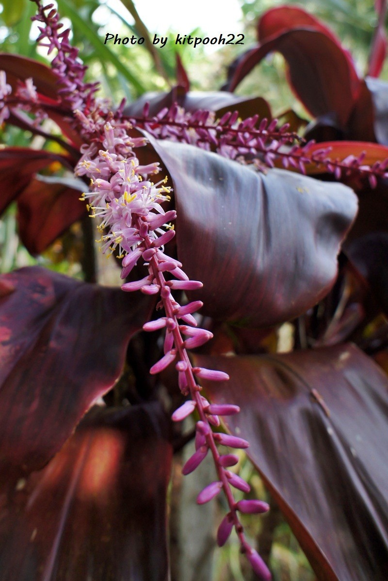 Cordyline fruticosa 2cuttings, 10-12 inches long