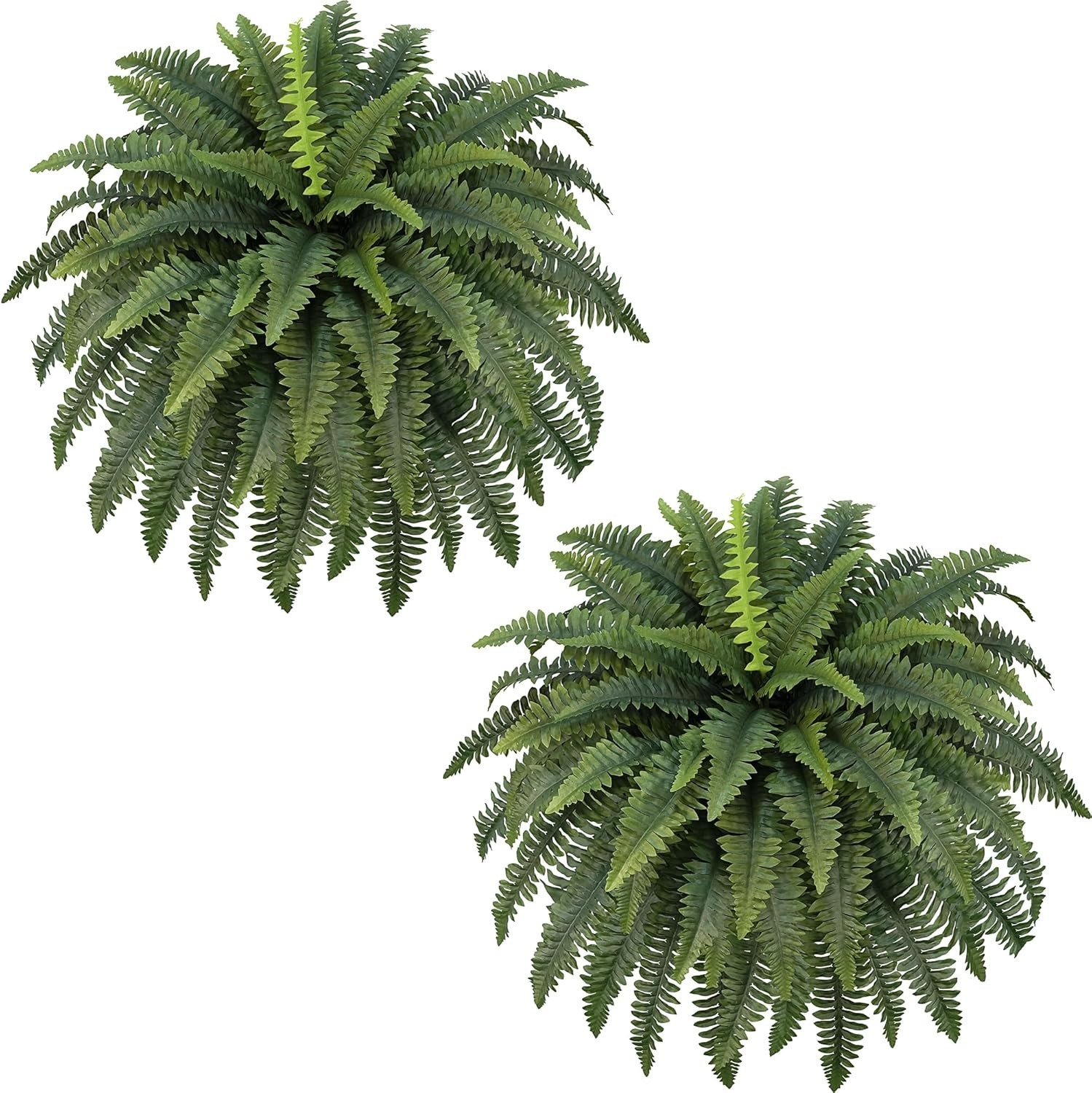 Eco-Friendly 42″ Boston Ferns – 2 Bundles for All-Season Indoor and Outdoor Use