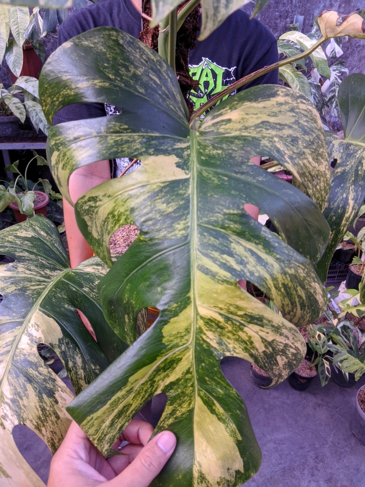 Monstera Marmorata Tricolor Variegated Large Size Real Picture
