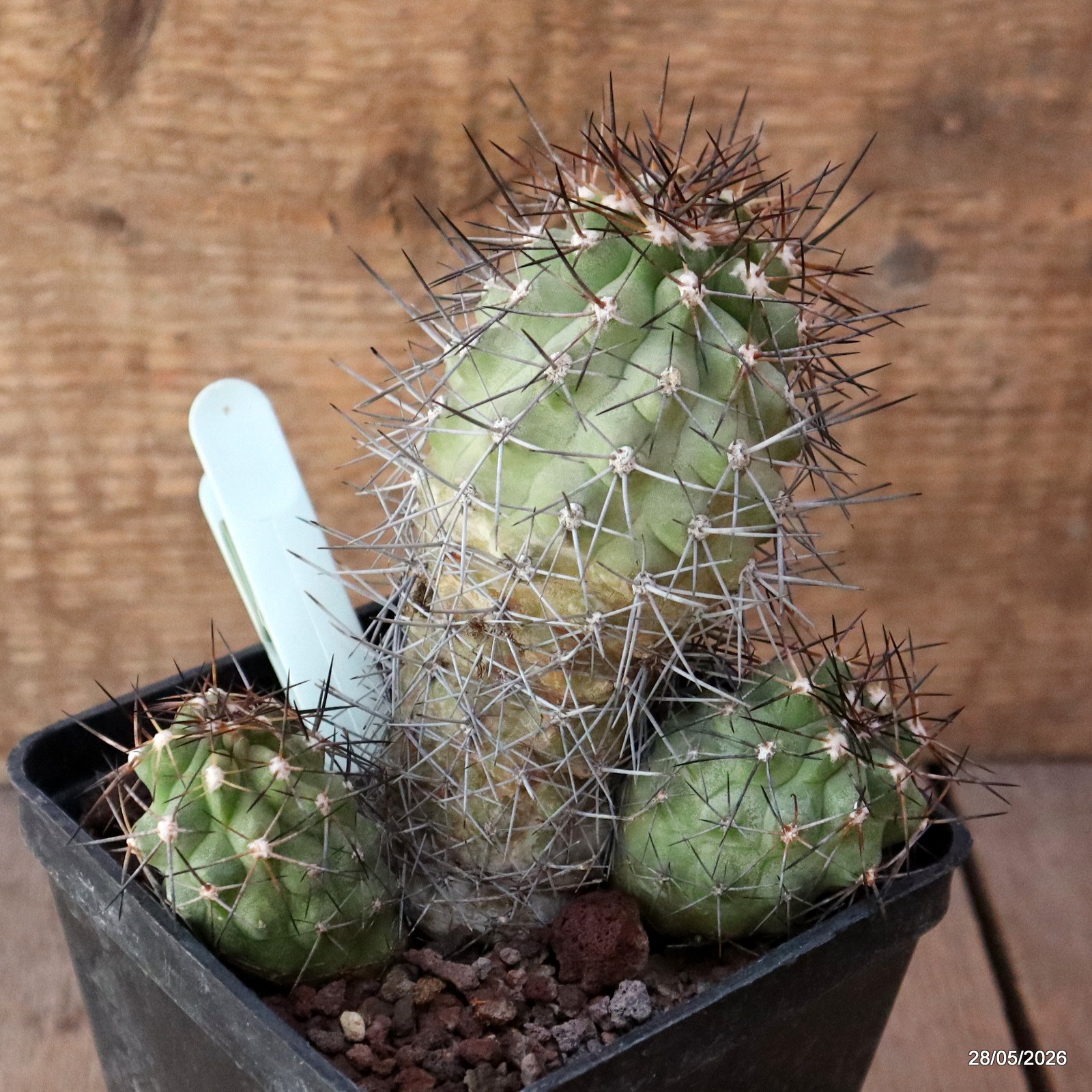 D3458 COPIAPOA TOCOPILLANA pot10-H11,5-W11 cm MaMa Cactus