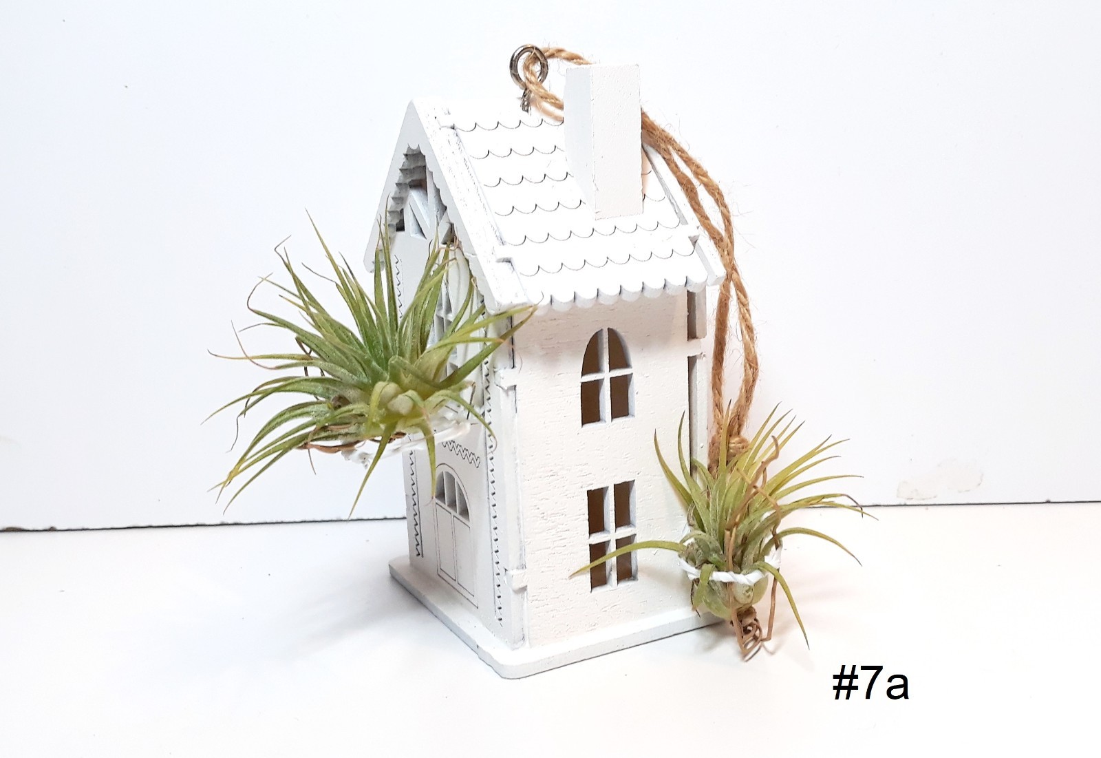 Air Plant Wall Decor Shell Air Plant Display Hanging Tillandsia Minimalist
