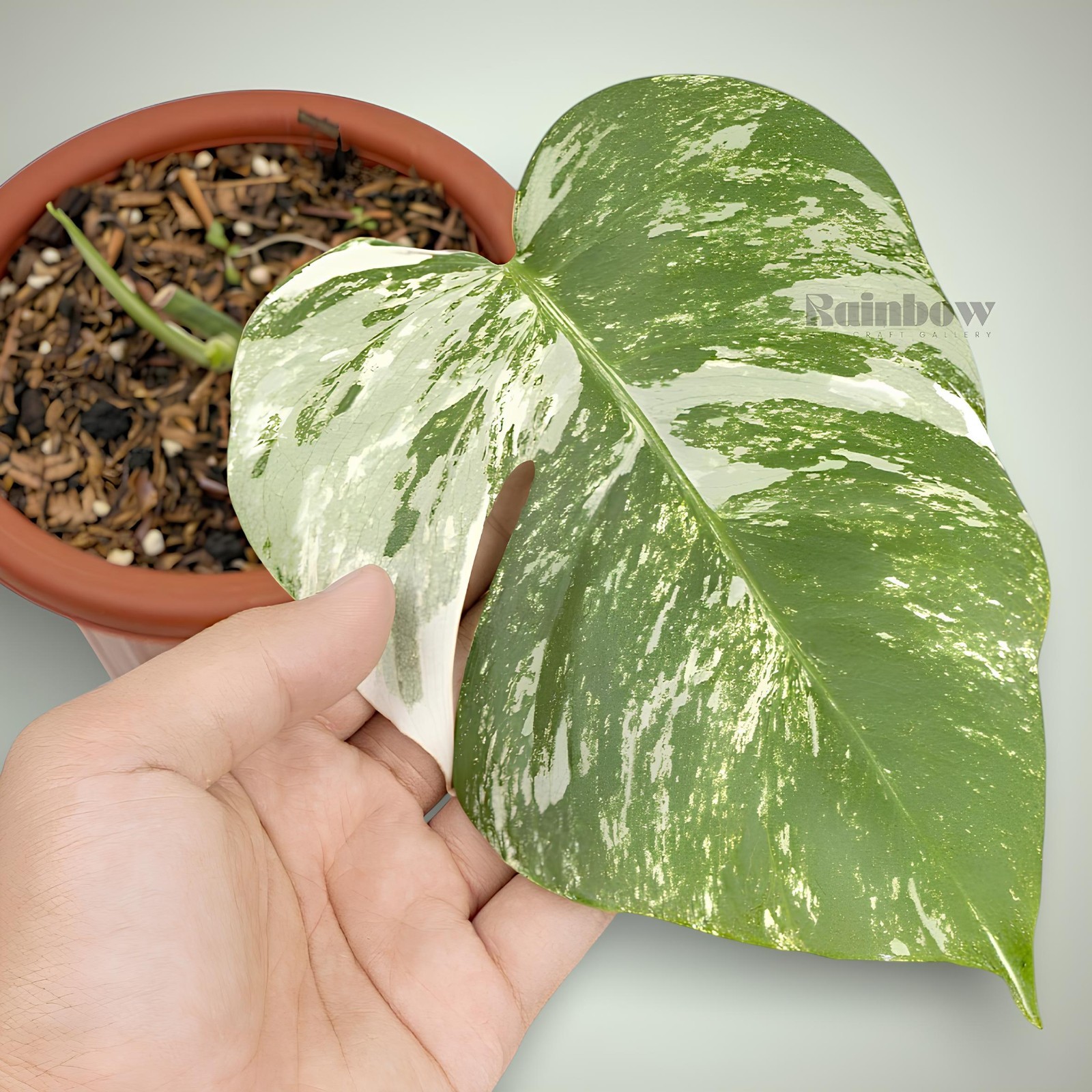 Monstera Marble Cutting Ornamental Plant