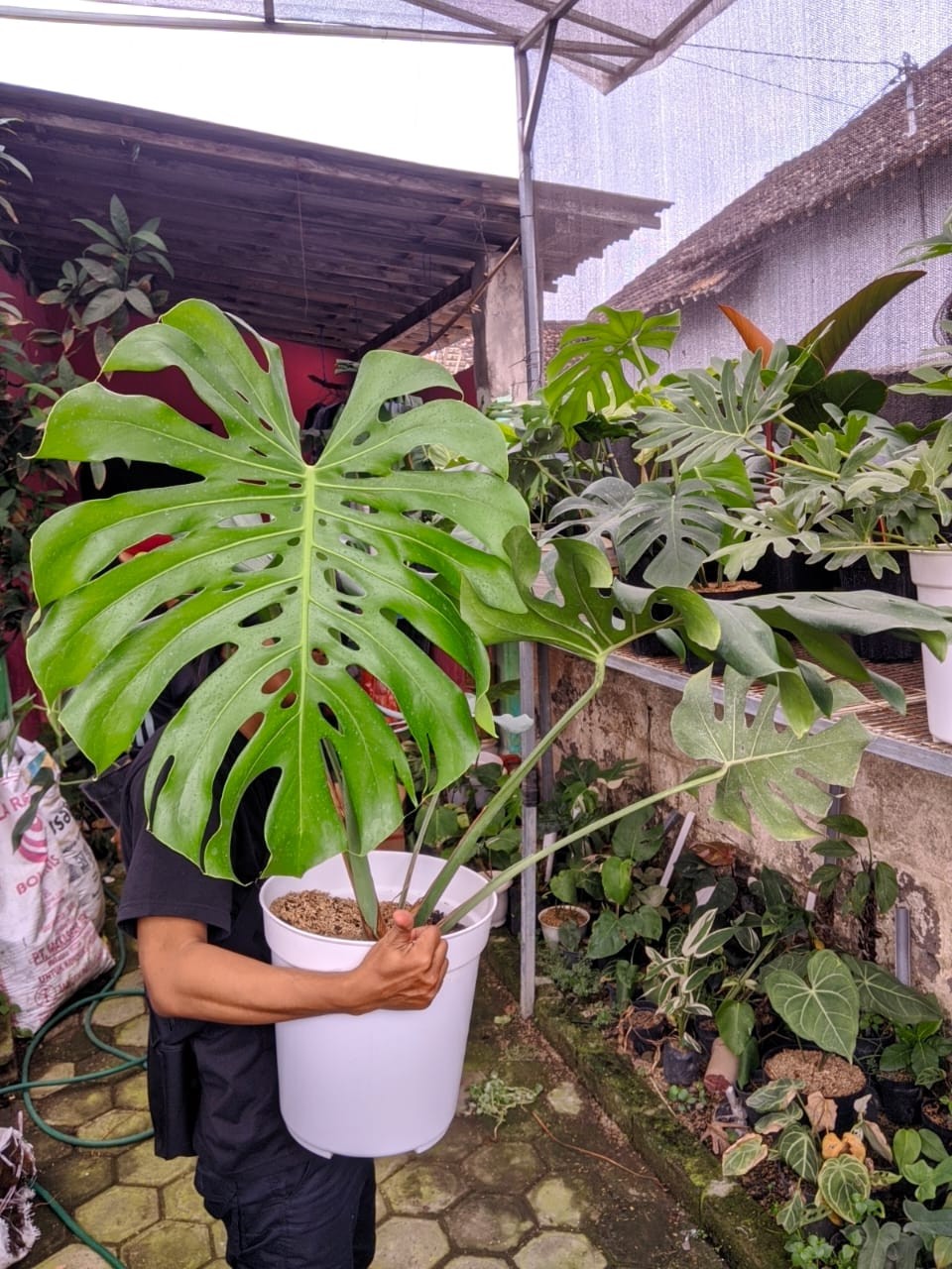 Monstera Deliciosa Very Green Beauty Super Big Size Mature Real Picture