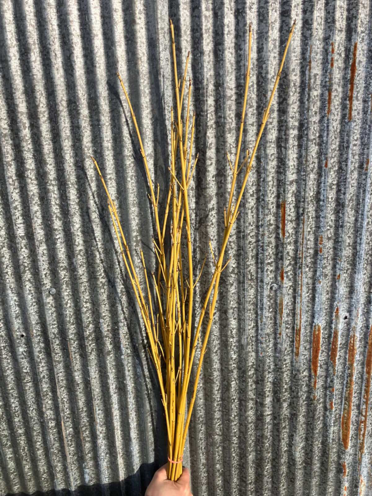 Yellow Dog wood. Bundles of 18-20 stems. 40″-48″ long