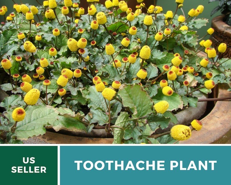 50 Seeds Toothache Plant, Heirloom Herb (Spilanthes Oleraceaa), Buzz Buttons