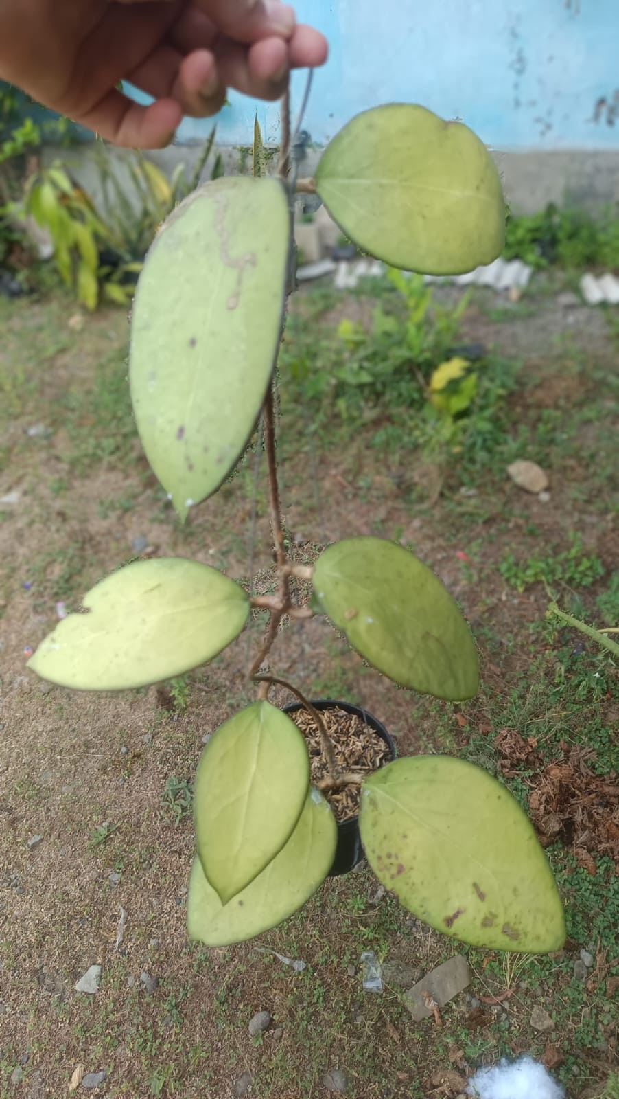 Real Picture Hoya Ampel Gading Boemi Jawir Big Leaves