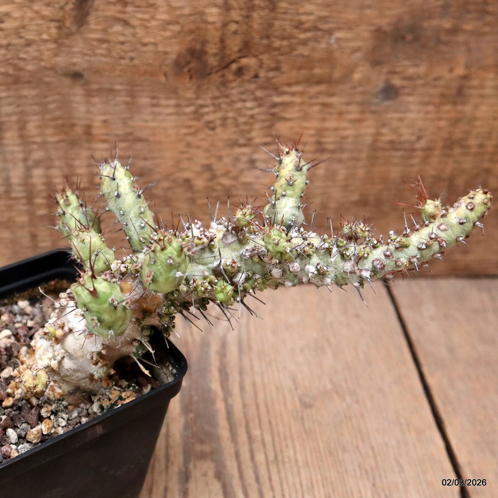 D7943 EUPHORBIA SP. CAPGUARDAFUI pot9-H19-W8 cm MaMa Cactus