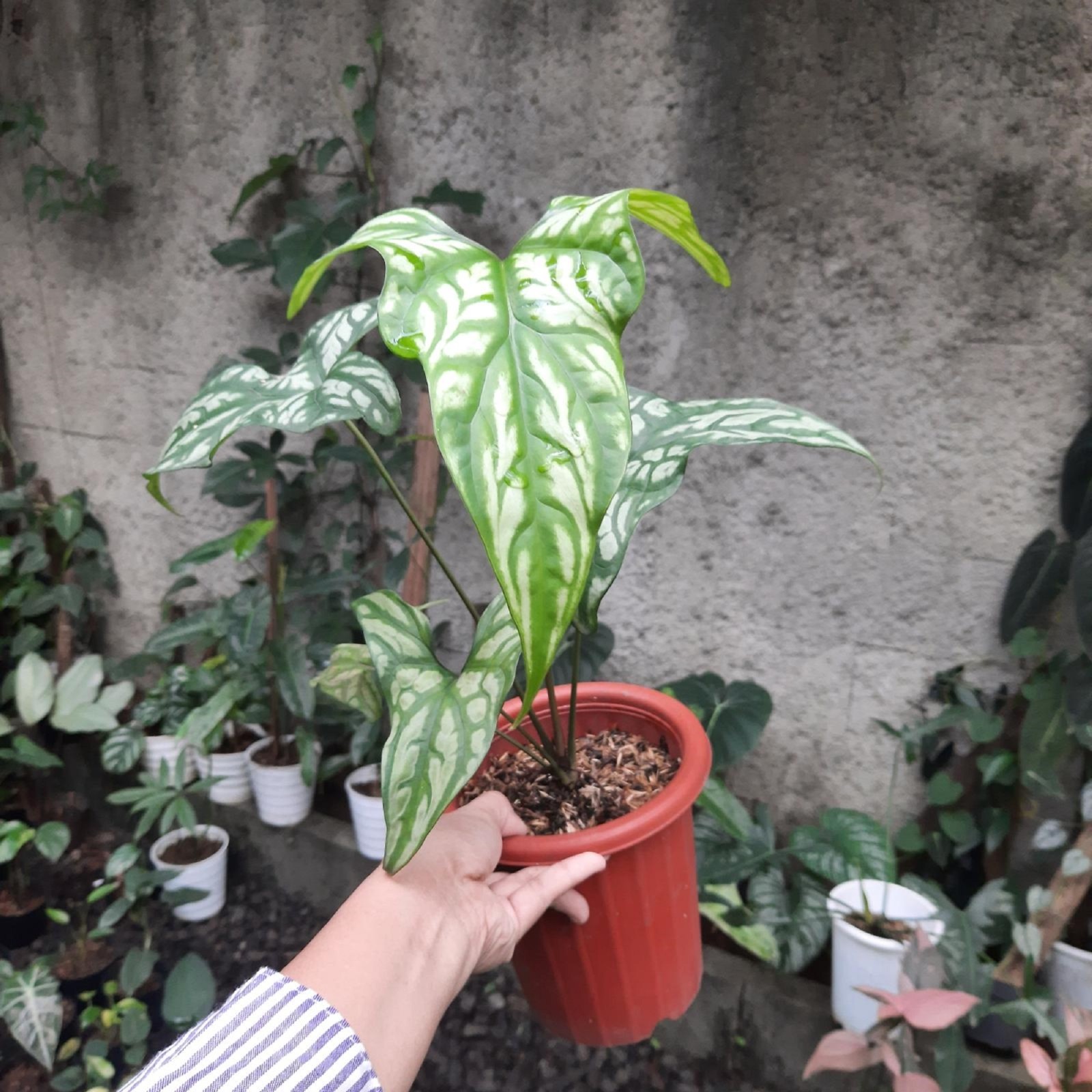 Alocasia Cercestis Mirabilis Variegated Rare Variegated Alocasia Collector