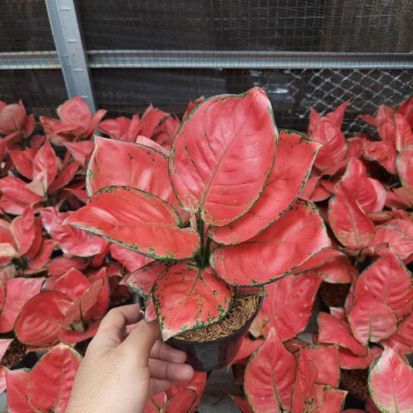 Aglaonema Red Anjamani Rare Red Tropical Houseplant Vibrant Indoor Aroid
